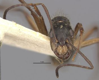 Media type: image;   Entomology 21474 Aspect: head frontal view